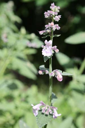 Nepeta racemosa 'Amelia'