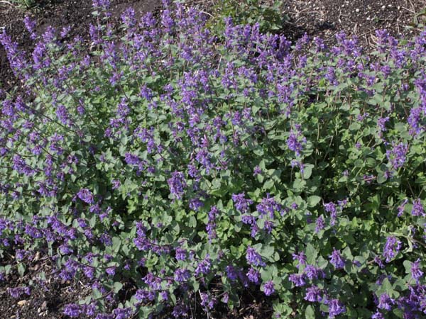 Nepeta racemosa 'Superba'