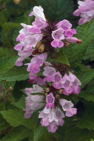 Nepeta subsessilis 'Sweet Dreams'