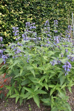 Nepeta subsessilis 'Cool Cat'