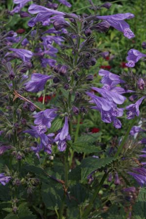 Nepeta yunnanensis 'Blue Dragon'