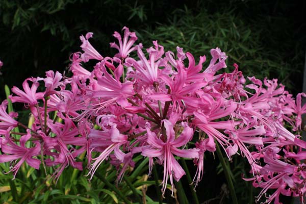 Nerine