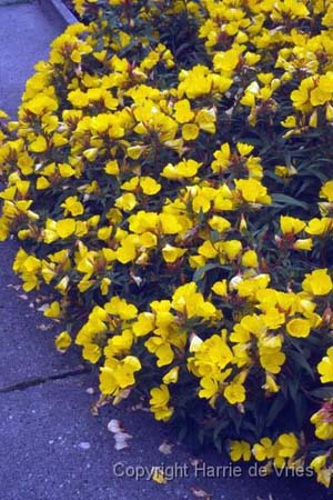 OENOTHERA fruticosa ssp. glauca 'Erica Robin'