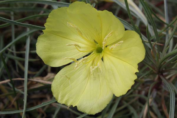 Oenothera macrocarpa ssp. fremontii 'Shimmer'