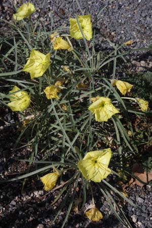 Oenothera macrocarpa ssp. fremontii 'Shimmer'