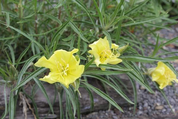 Oenothera macrocarpa ssp. fremontii 'Silver Wings'