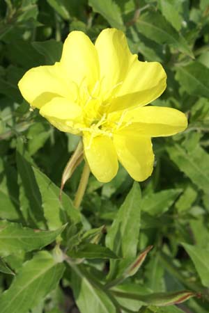 Oenothera organensis