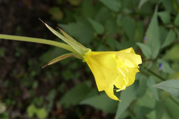 Oenothera organensis