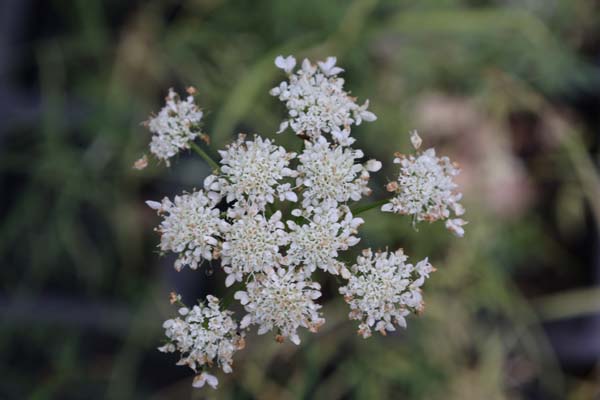 Oenanthe peucedanifolia