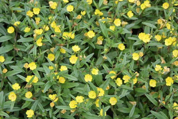 OENOTHERA rhombipetala