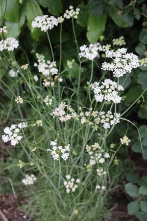 Oenanthe silaifolia