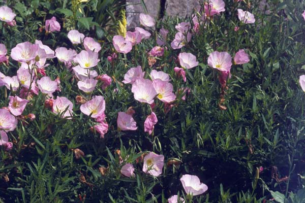 Oenothera speciosa 'Siskyou'