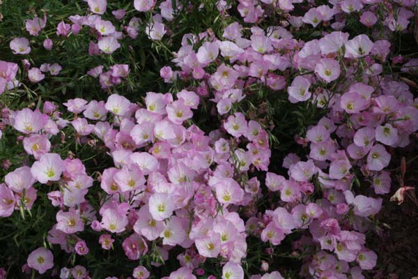 Oenothera speciosa (coll. Californië)