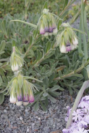 Onosma alboroseum