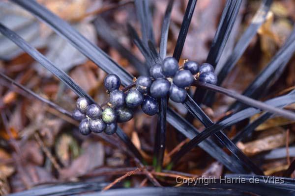 Ophiopogon planiscapis 'Nigrescens'