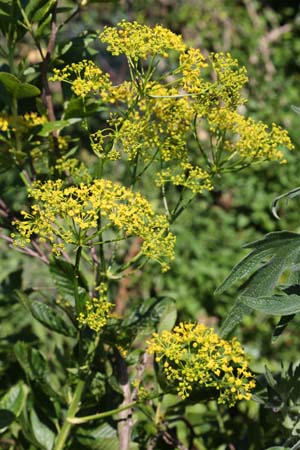 Opopanax chironium