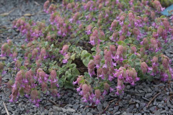 Origanum 'Amethyst Falls'