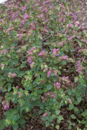 Origanum 'Bristol Cross'