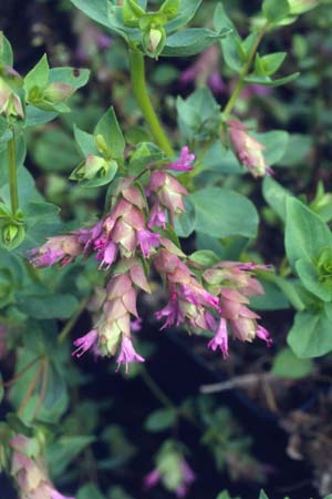 Origanum 'Bristol Cross'