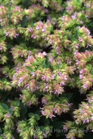 Origanum 'Dingle Fairy'