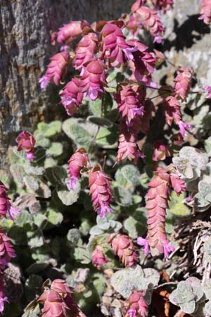 Origanum dictamnus