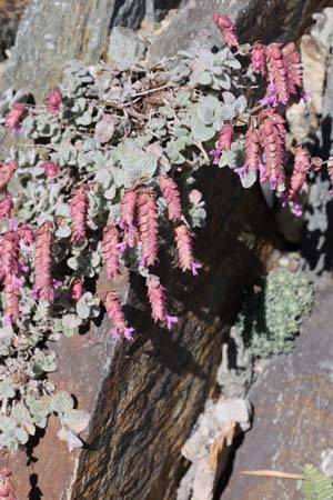 Origanum dictamnus