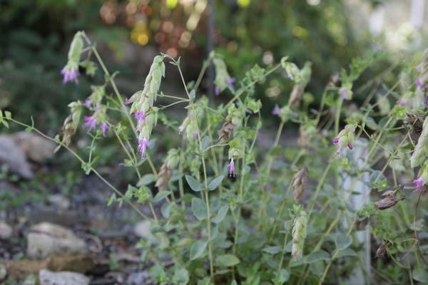 Origanum hypericifolium