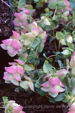 Origanum 'Kent Beauty'