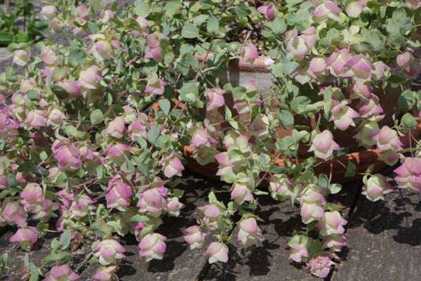 Origanum 'Kent Beauty'