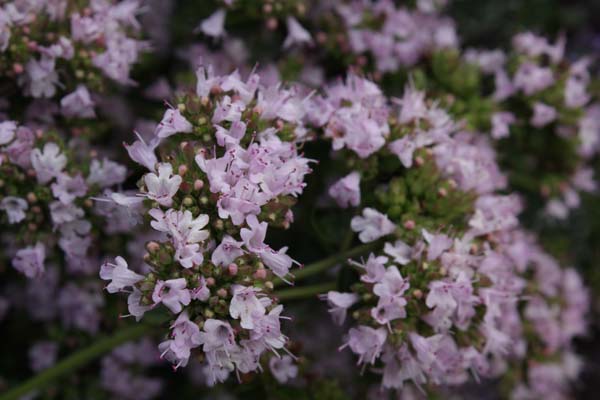 Origanum laevigatum 'Hopley's'