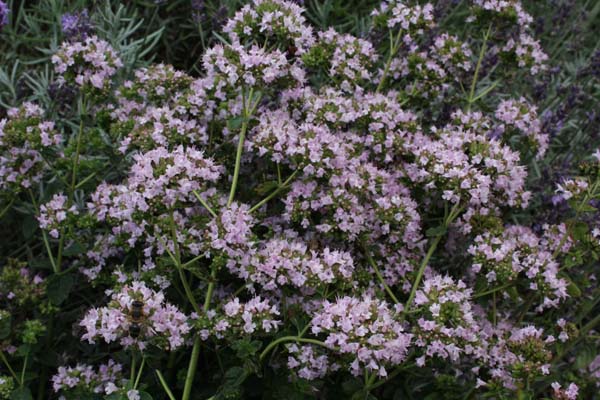 Origanum laevigatum 'Hopley's'