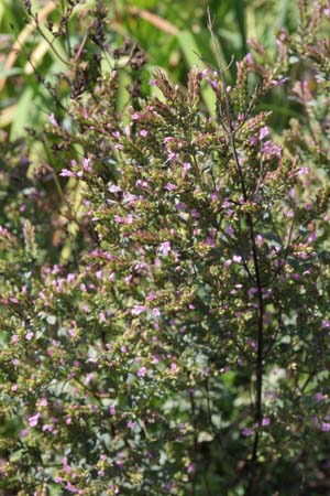 Origanum laevigatum hybr. 'Aromatico'