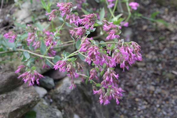 Origanum laevigatum 'Pilgrim'