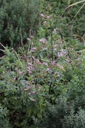 Origanum laevigatum hybr. 'Aromatico'