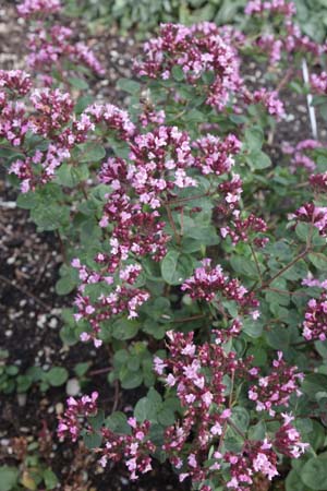 Origanum 'Marchants Seedling'