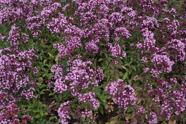 Origanum 'Rosenkuppel'