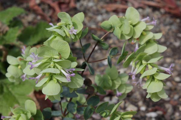 Origanum rotundifolium 'Early Hybrids'