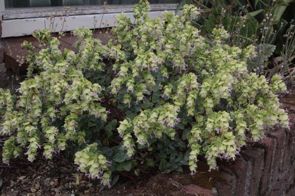 Origanum rotundifolium 'Early Hybrids'