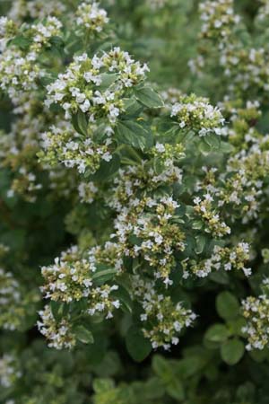 Origanum vulgare 'Polyphant'