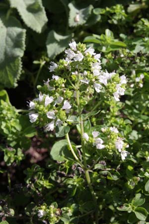 Origanum vulgare var. albiflorum