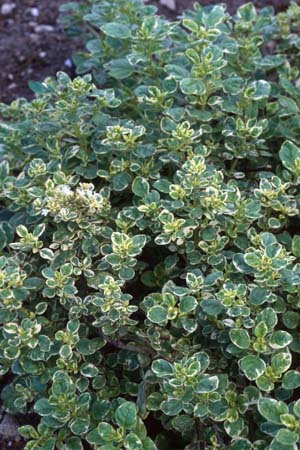 Origanum vulgare 'Polyphant'