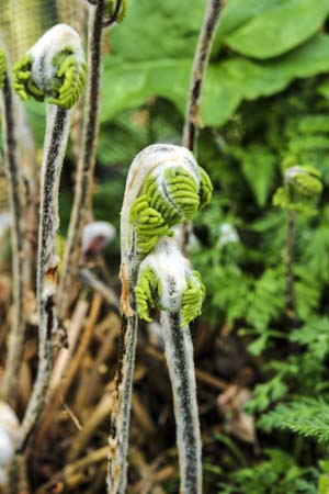 Osmunda lancea