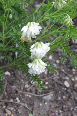 Oxytropis campestris gracilis