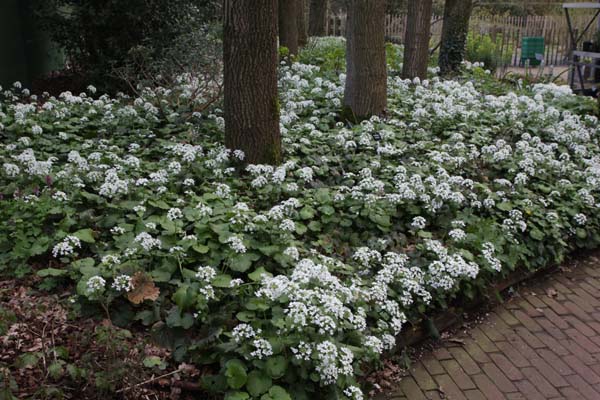 Pachyphragma macrophyllum