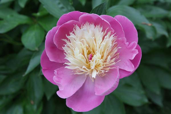 Paeonia 'Bowl of Beauty'