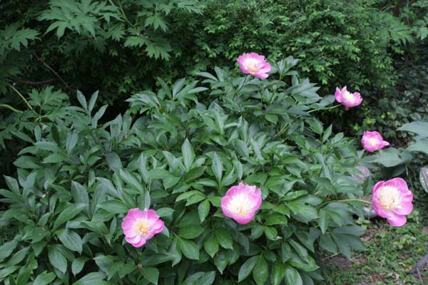 Paeonia 'Bowl of Beauty'