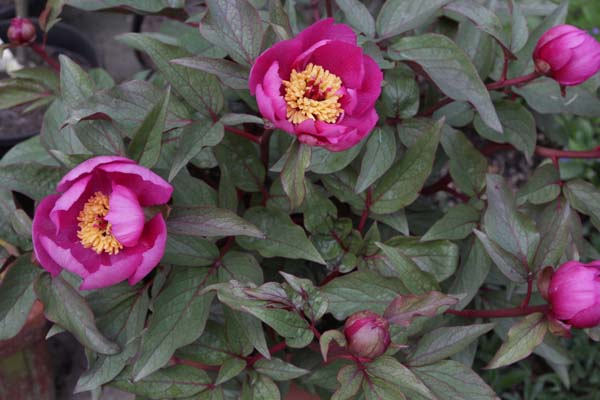 Paeonia cambessedesii