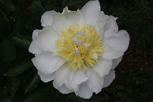 Paeonia 'Cheddar Gold'