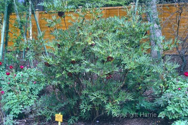 Paeonia delavayi