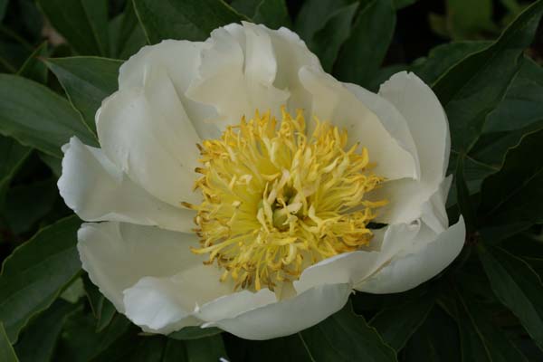 PAEONIA 'Lotus Queen'